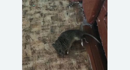 Дезинфекция от мышей в Новомичуринске