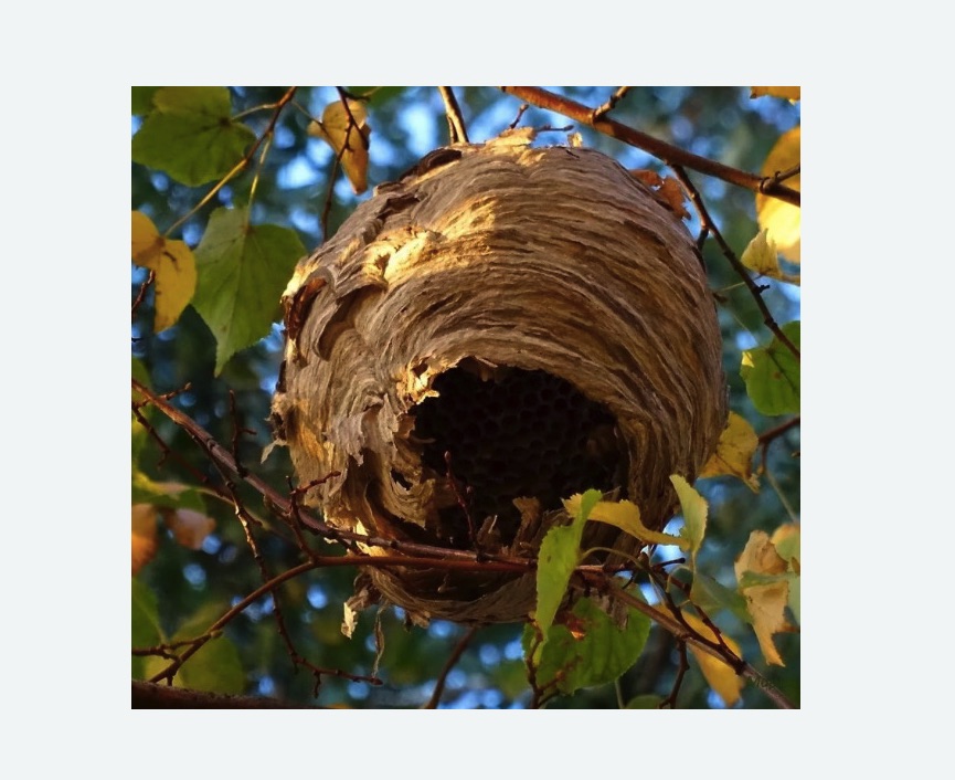 Обработка от шершней в Новомичуринске