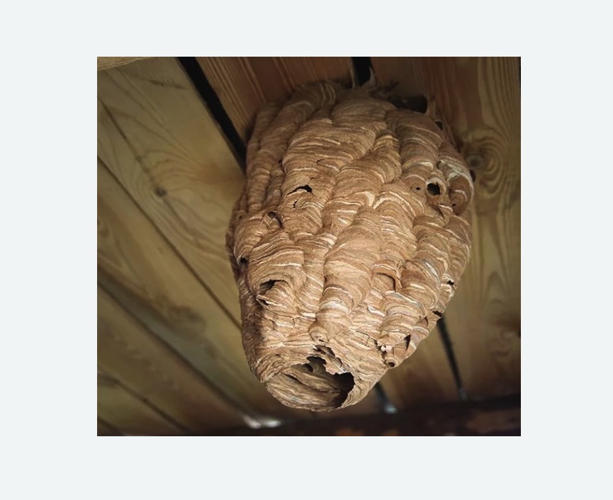 обработка от шершней в Новомичуринске