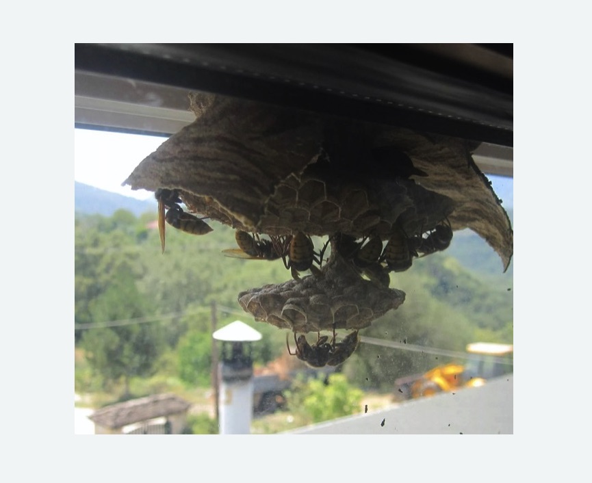 Уничтожение гнёзд шершней в Новомичуринске