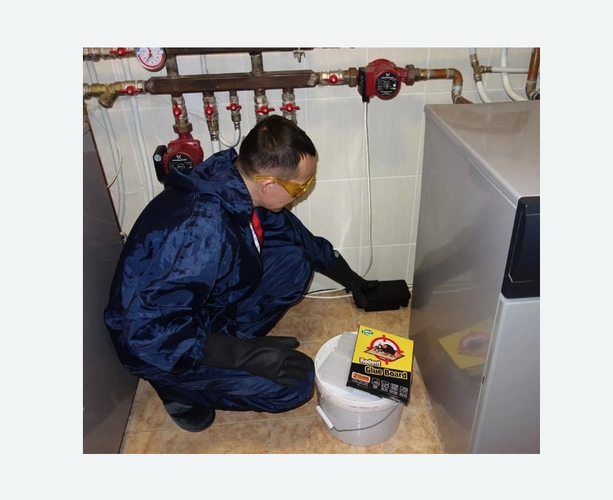 Уничтожение крыс в Новомичуринске