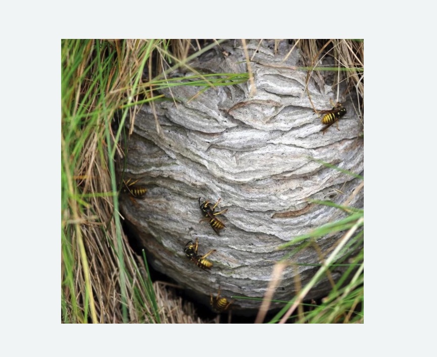 Уничтожение ос и ульев в Новомичуринске